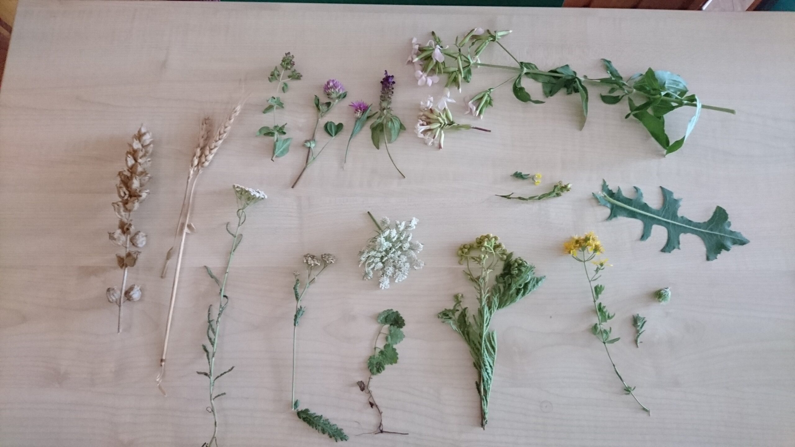 fleurs sèches sur table